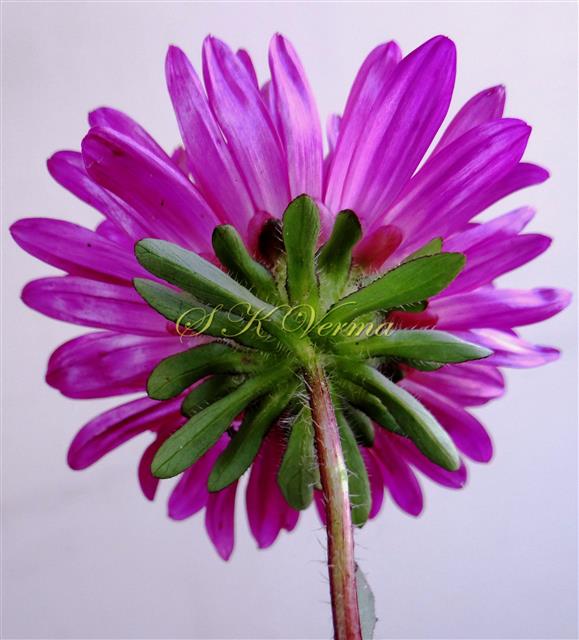  Capitulum with Involucre
